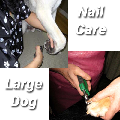 Large Dog Toenail Care