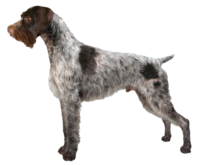 Grooming the German Wirehaired Pointer