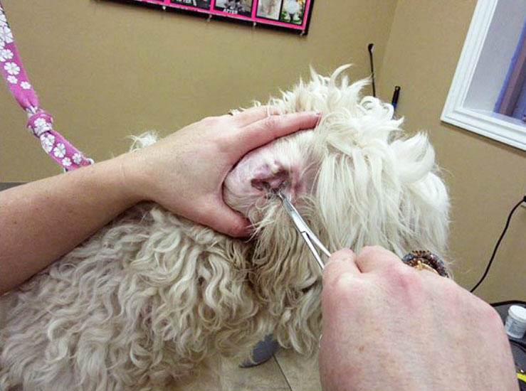 hemostats, hair pullers, forceps