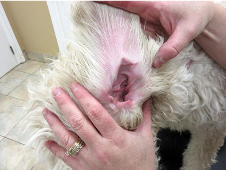 properly cleansed ear