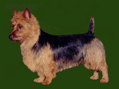 australian terrier haircut