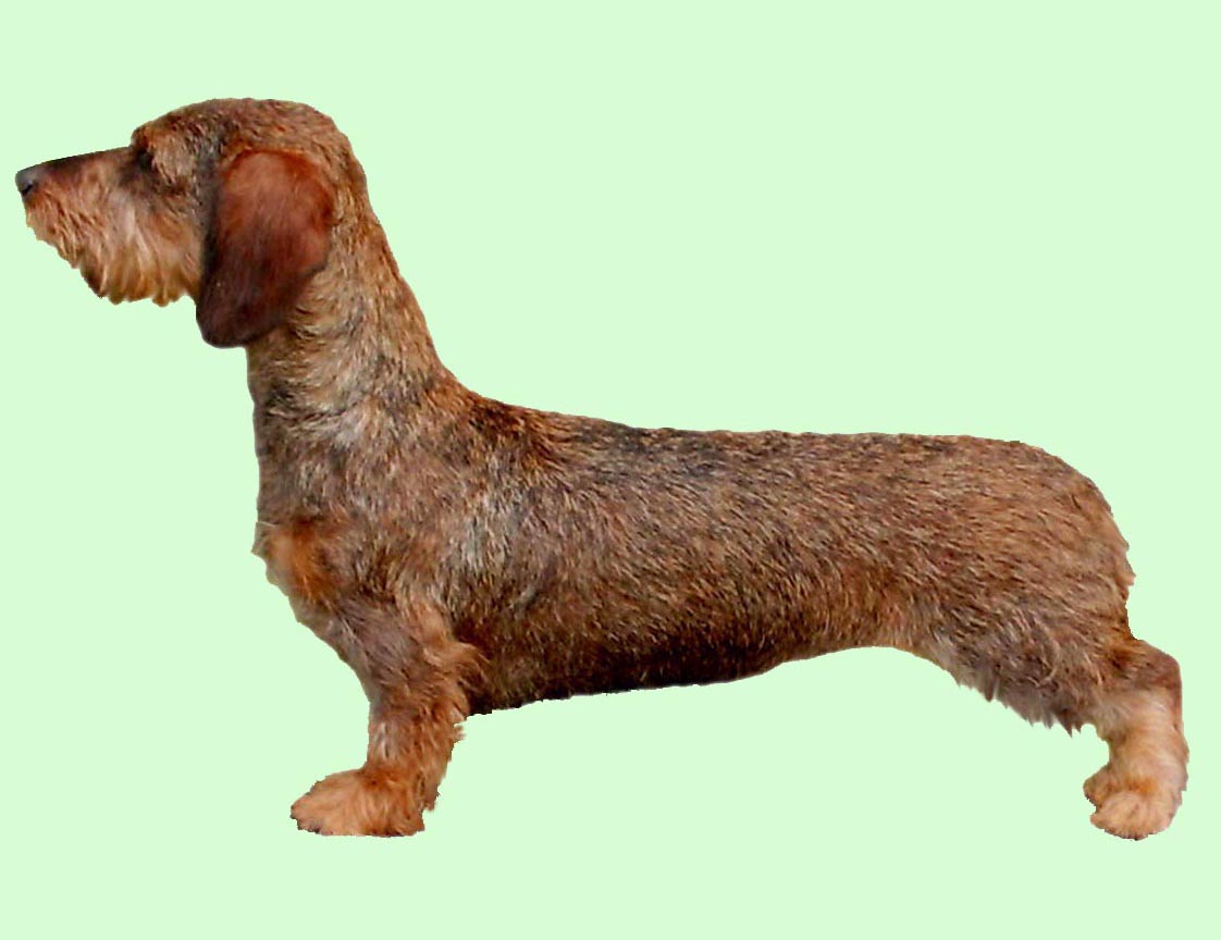 wire haired dachshund grooming