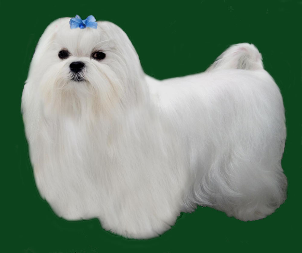Maltese Full Coat Grooming