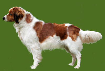 carousel kooikerhondjes