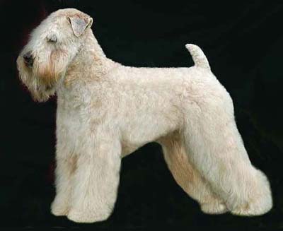wheaten grooming
