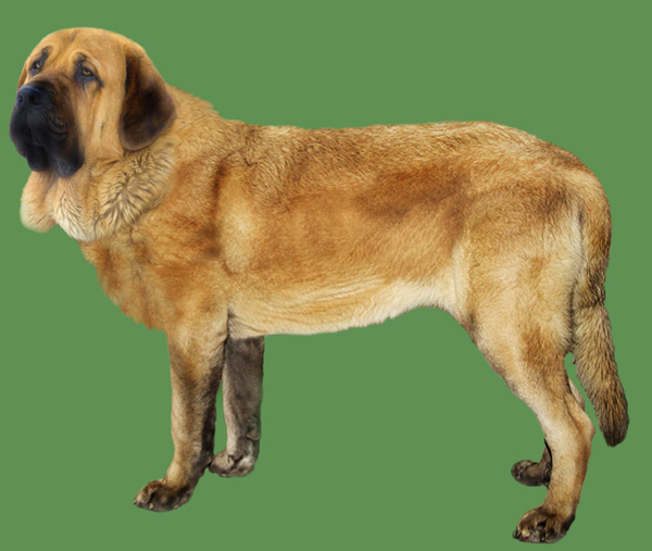 Spanish Mastiff Grooming