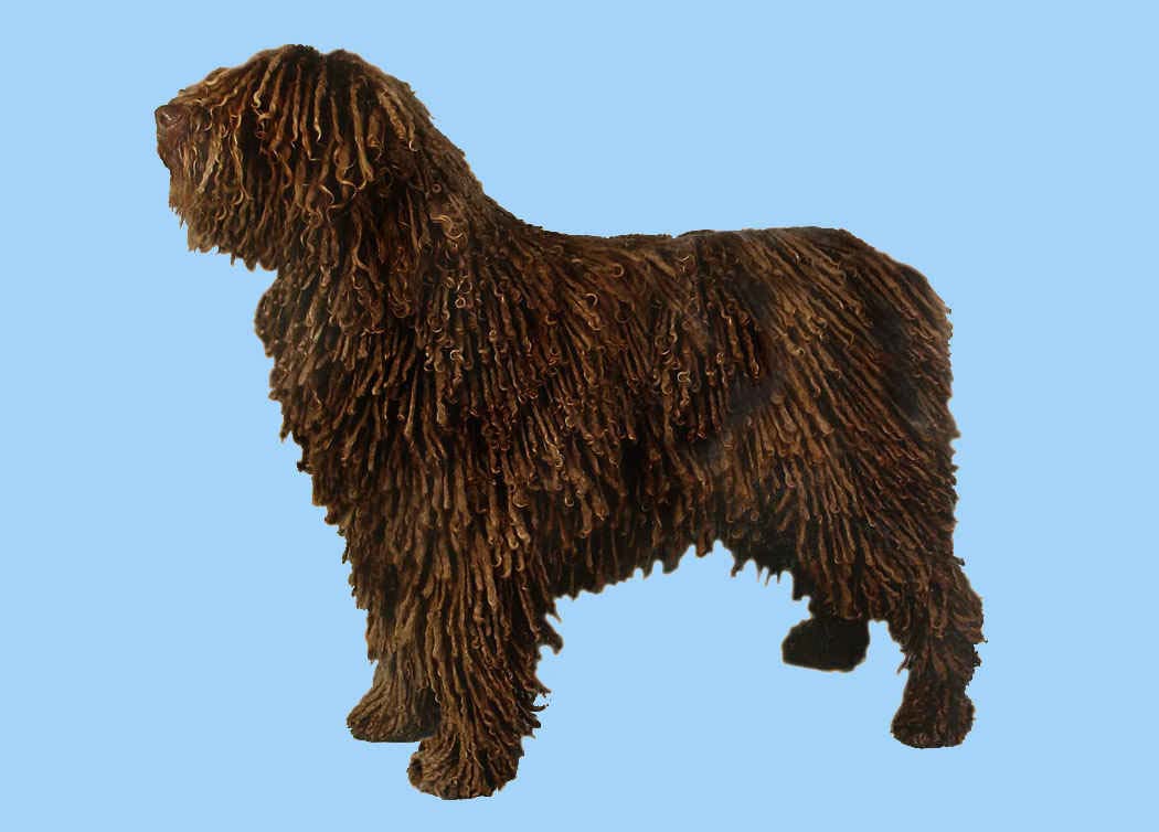 Spanish Water Dog Grooming