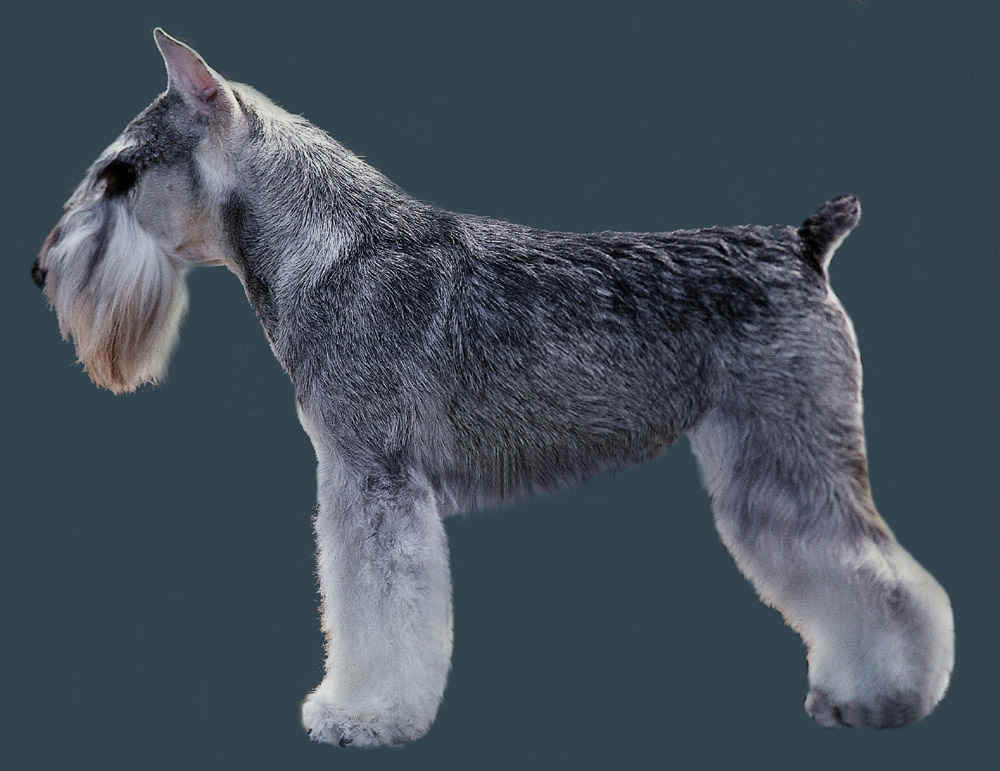 grooming standard schnauzer