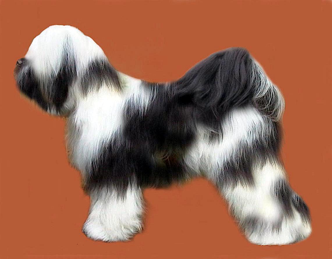 Tibetan Terrier Grooming