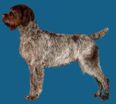 wirehaired pointing griffon grooming