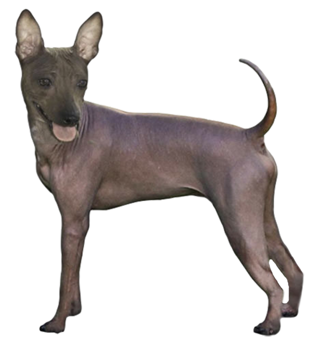 Grooming the American Hairless Terrier