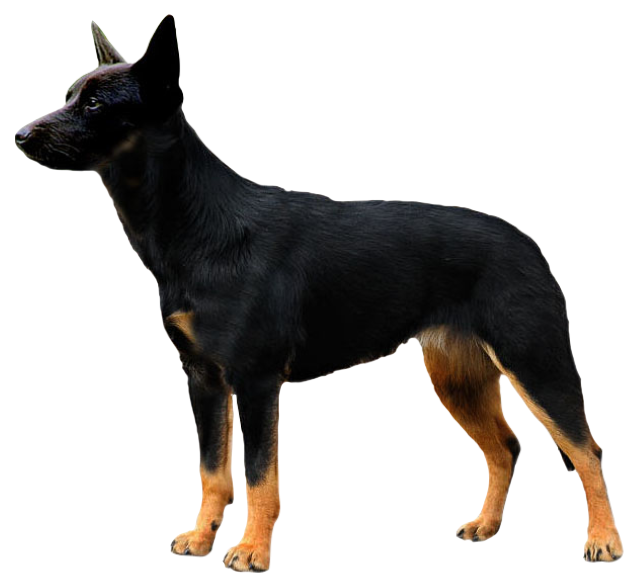 Australian Kelpie Grooming