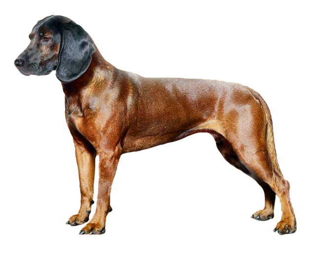 Grooming the Bavarian Mountain Scent Hound