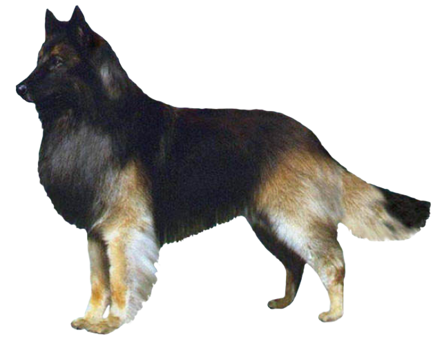 Belgian Tervuren Grooming