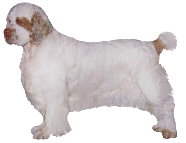 Grooming the Clumber Spaniel