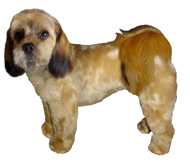 Grooming the Cockapoo