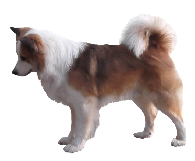 Icelandic Sheepdog Grooming