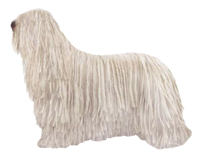 Komondor Grooming