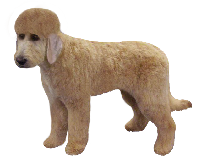 Labradoodle Euro Style Grooming