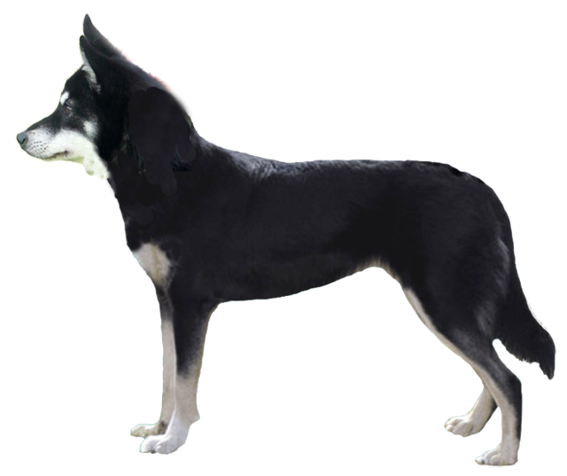 Grooming the Lapponian Herder