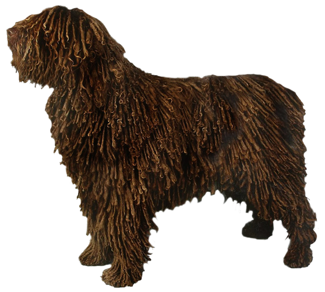 Spanish Water Dog Grooming