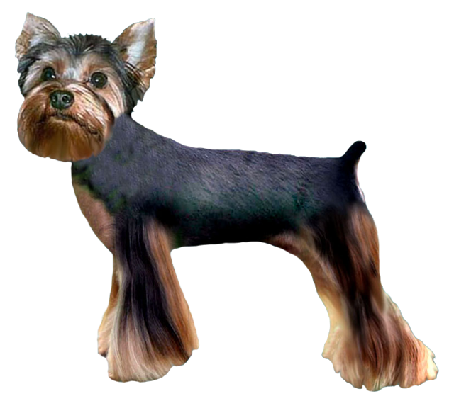 Yorkie Pantaloon Trim Grooming